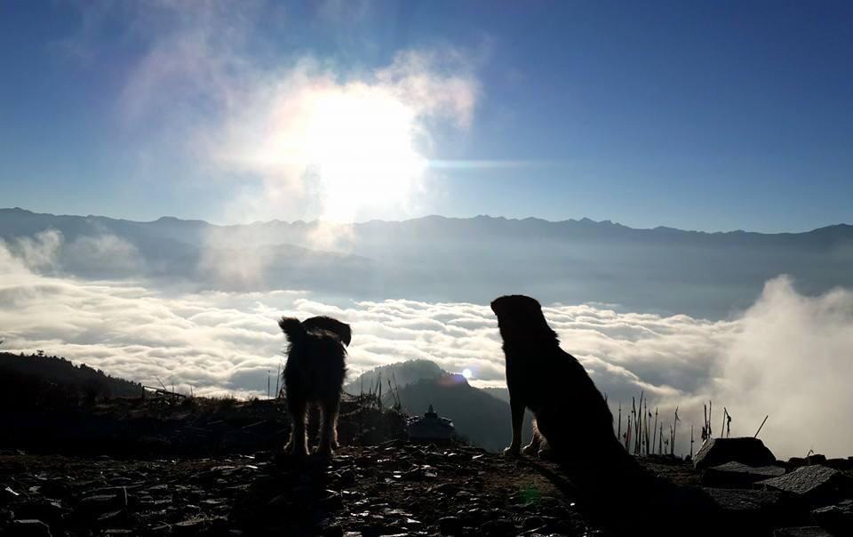 Dogs on top of mountain enjoying sun rise and clouds 