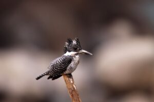 Birds of Bhutan :Crested King Fisher