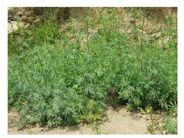 Marijuana Plant growing wildly in Paro Wochu village