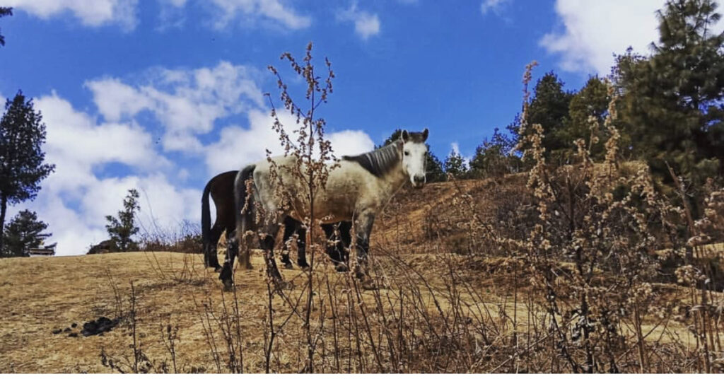 Horses in Phobjikha valley Bhutan 