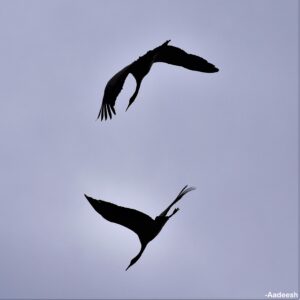 Black necked crane in flight in Phobjikha 