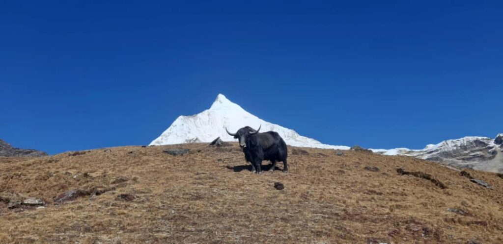 Yak on the mountains if Bhutan 