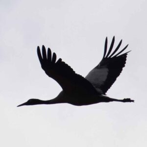 Black Necked Crane Compress