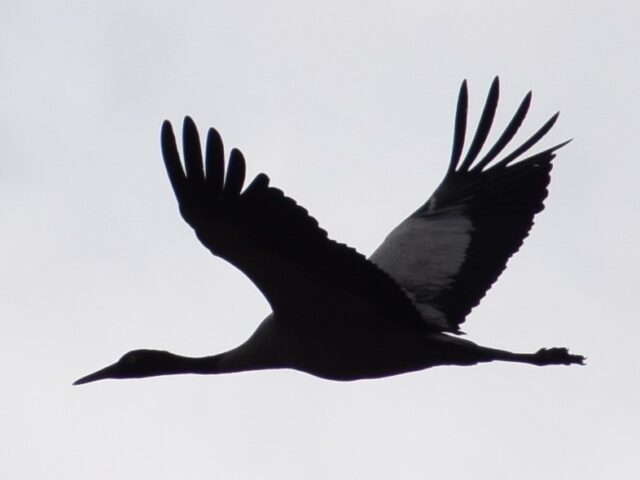 Black Necked Crane in Phobjikha