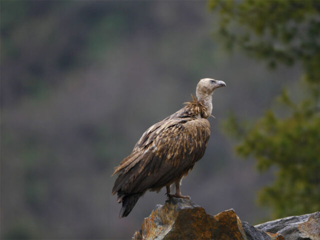 Himalayan Vulture Bhutan