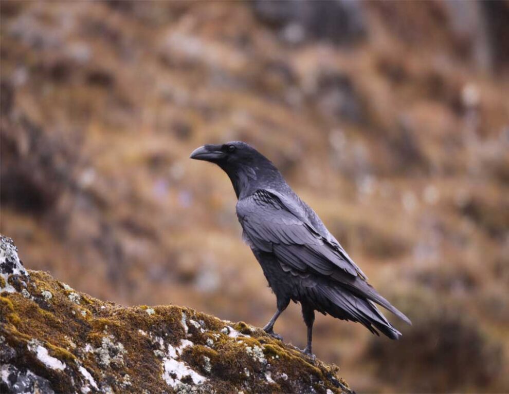 National Bird of Bhutan Raven