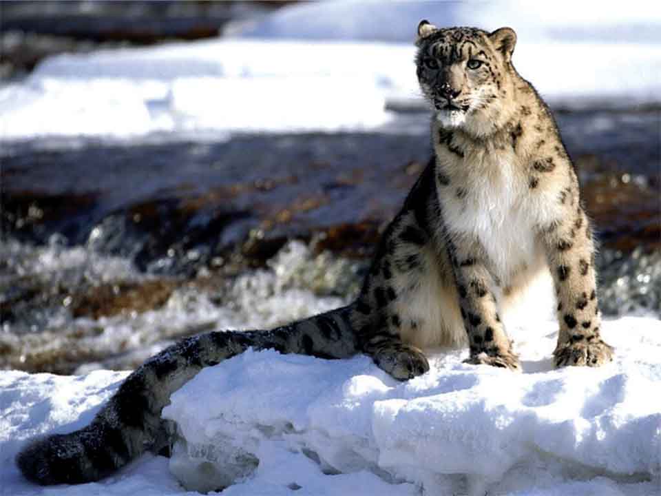 Snow Leopard Jigme Dorji National Park,