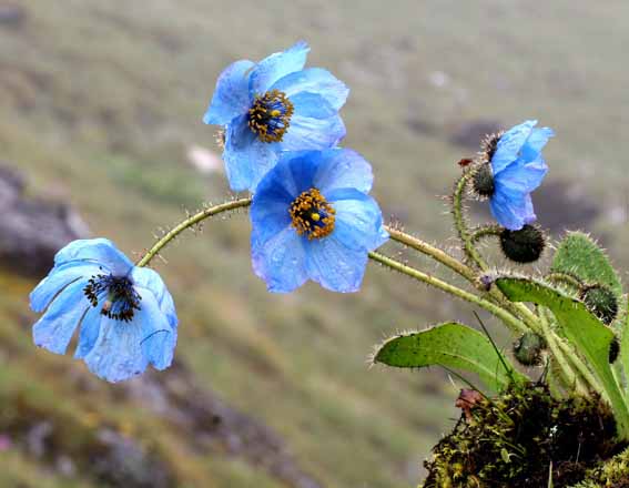 Blue Poppy at Jigme Dorji National Park