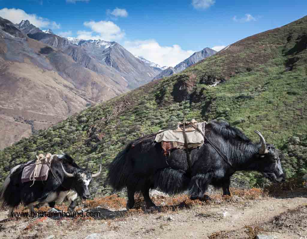 Yaks Grazing in bhutan